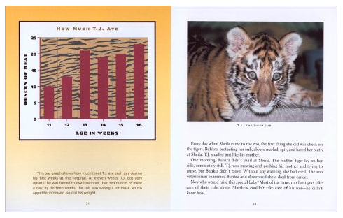 Tiger Math Level A - 3 for Grade K by Michelle Y. You